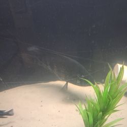 Aquarium decorations