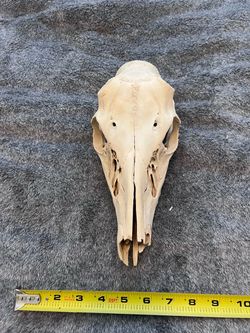 Real Animal Skull 11” Cleaned Bone Taxidermy Oddity Rustic Decor Craft