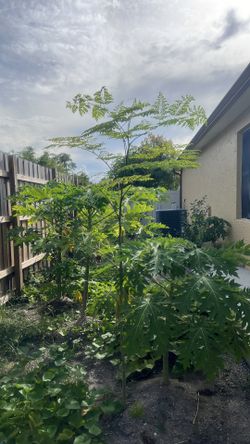 Moringa Tree and seeds