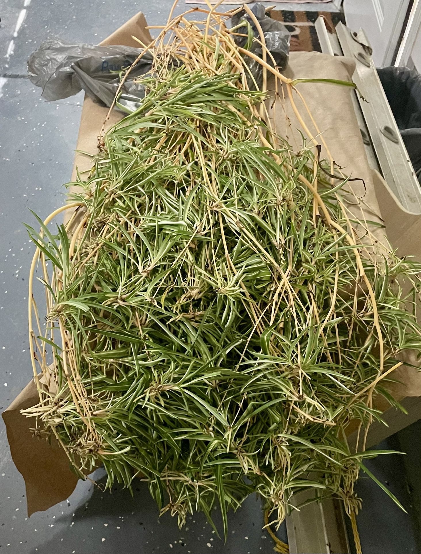 Free Spider Plant Babies to a Good Home! 