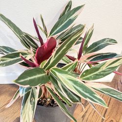 Houseplant Trio-Star Plant In 10 Inch Pot