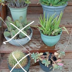 Plants For Sale Varies Varieties 