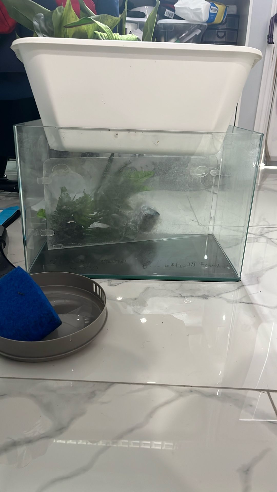 Free 5-gal Fish Tank And Misc Supplies