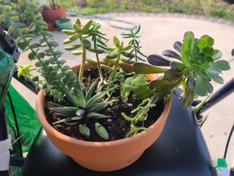 Pot of Succulents.