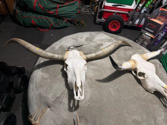 Animal head skull