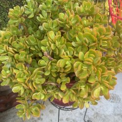 Planta Suculenta