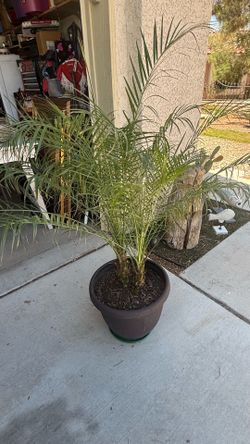 Palm tree