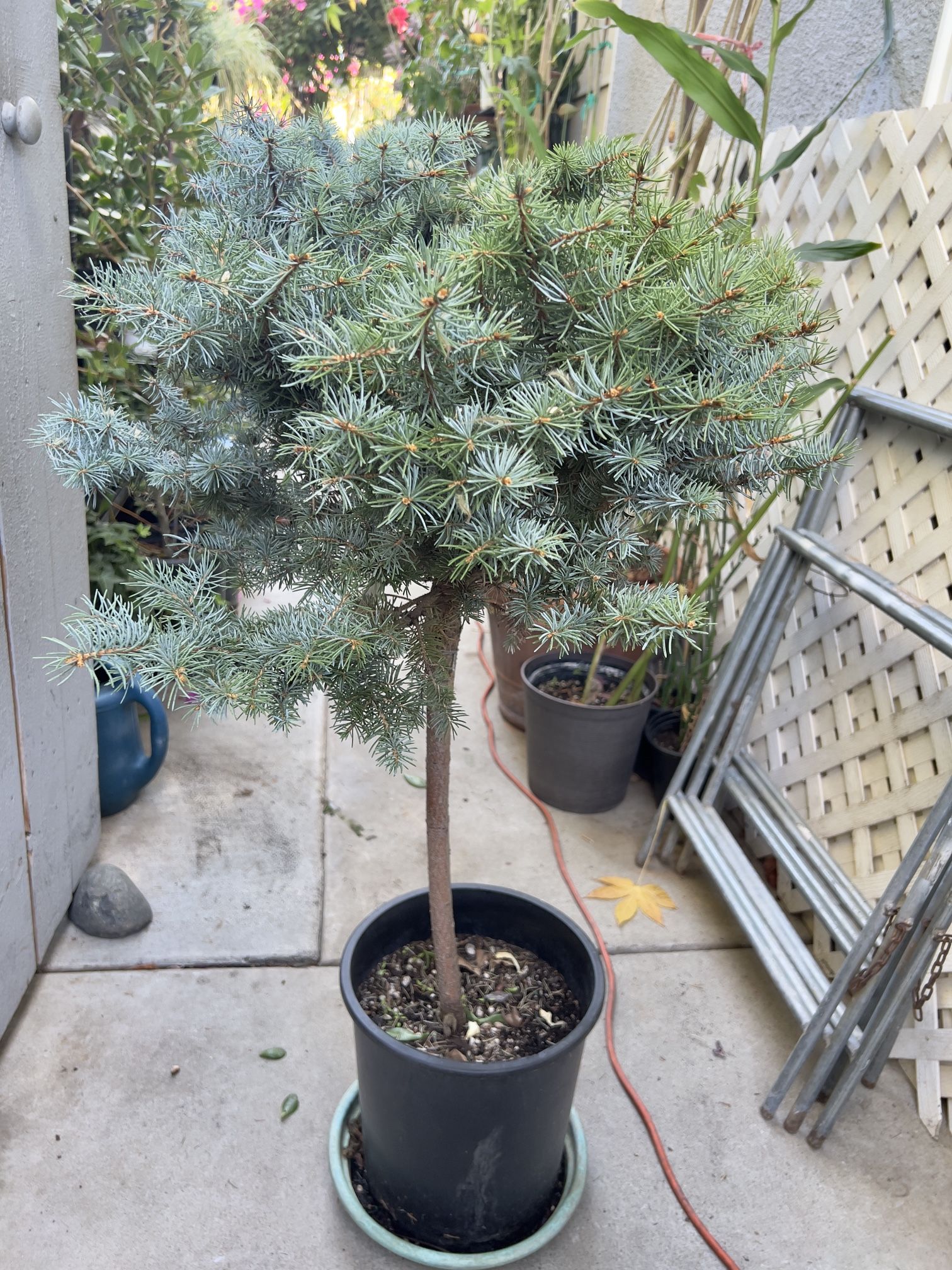 Colorado Blue Spruce Dwarf
