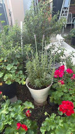 Lavender Plant