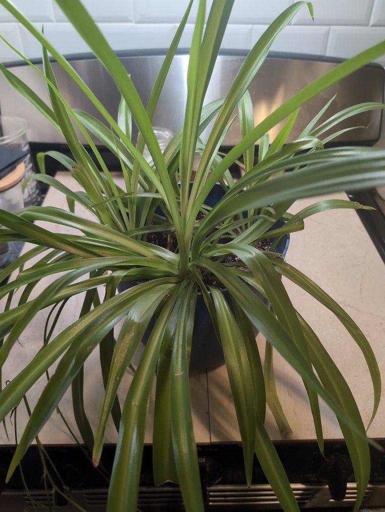 Spider Plant In 8" Pot