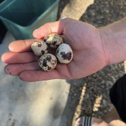 Farm Fresh Quail Eggs