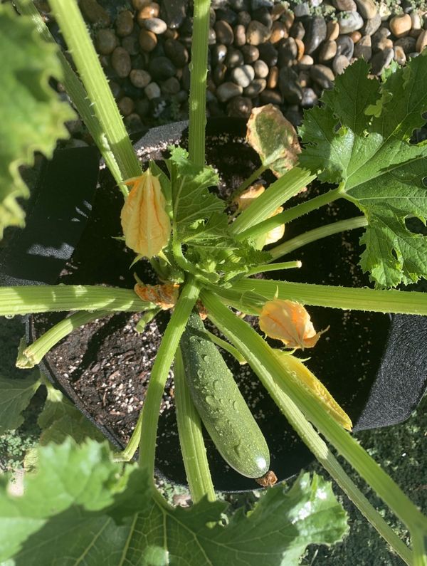 Zucchini plant for Sale in Bakersfield, CA OfferUp