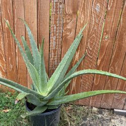 Aloe