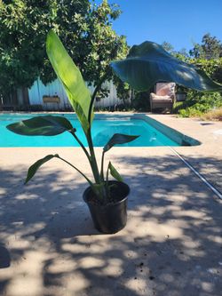 Bird of Paradise