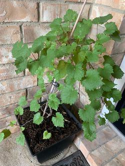 Very nice potted plant
