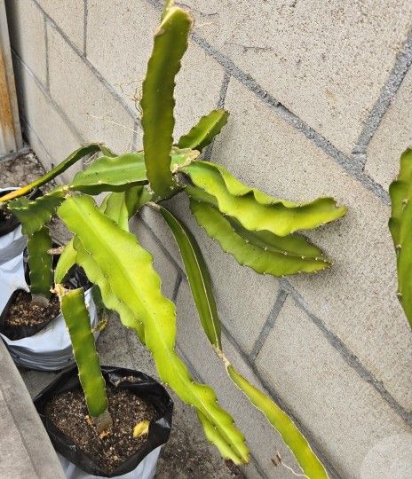 Dragón fruit/ Fruta de dragón/ Pitahaya