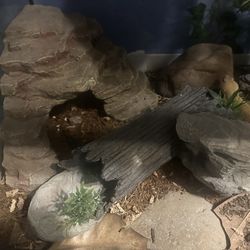  Geckos