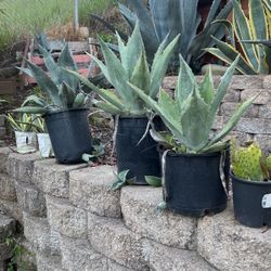 Agave 