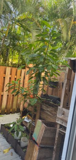 Mango Tree