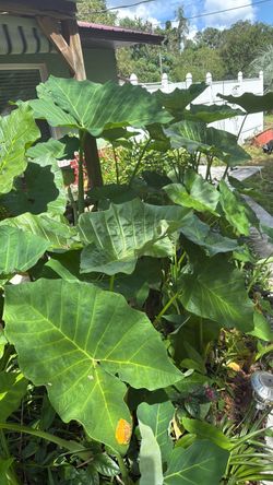 Gorgeous Elephant ears $3 ea