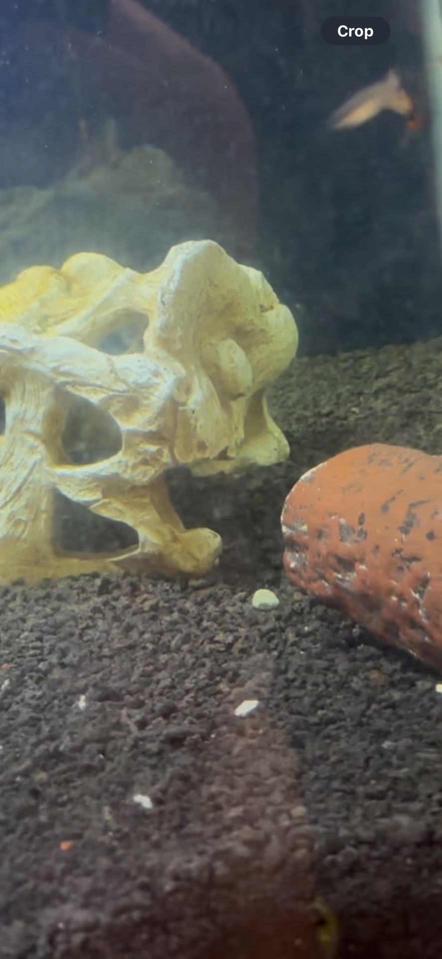 Tropius Aquarium
