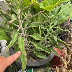 2 Large Kalanchoe 🪴 Plants 