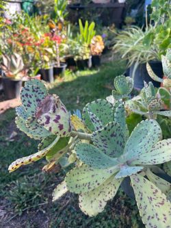 Very nice  succulent plant