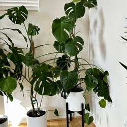 dracaena monstera
