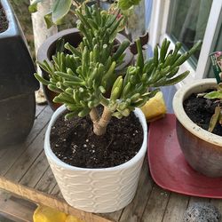 Jade house plant unique variety