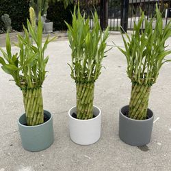 Lucky Tornado Bamboo Plants In Ceramic Cylinders Pots(18”tall  $10 each)