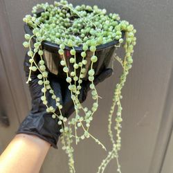 Variegated String Of Pearls Succulent