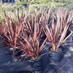 Trees And Plants For Sale 