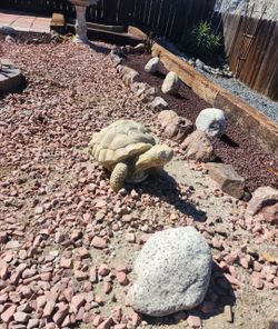 Turtle yard decor