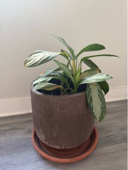 Chinese evergreen in ceramic pot