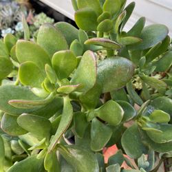 Jade Succulent Plant