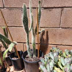 Old Man Cactus
