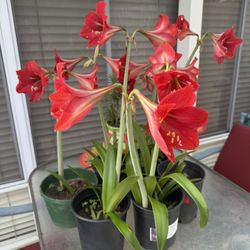 2 Red Amaryllis Plants In 1 Gallon Pots For 20.00 Dollars