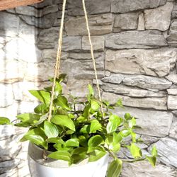 Tradescantia Inch House Plant In 5"H Ceramic Hanging Pot.