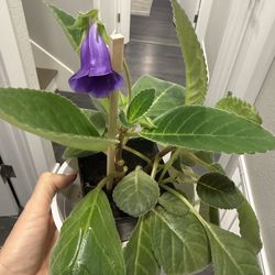 Gloxinia plant in pot indoor very pretty