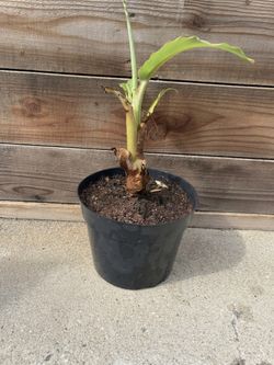 Dwarf Namwa Banana