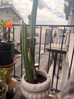 Cactus Plant