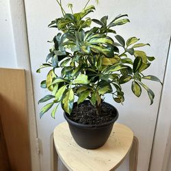 Schefflera