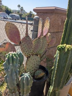 Purple Prickly Pear