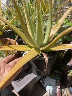 Aloe Vera Buy One And Get Twos Free