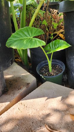 Elephant Ears