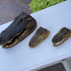 Alligator Heads- Set Of 3 $75 OBO