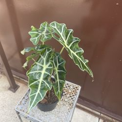 6” alocasia polly