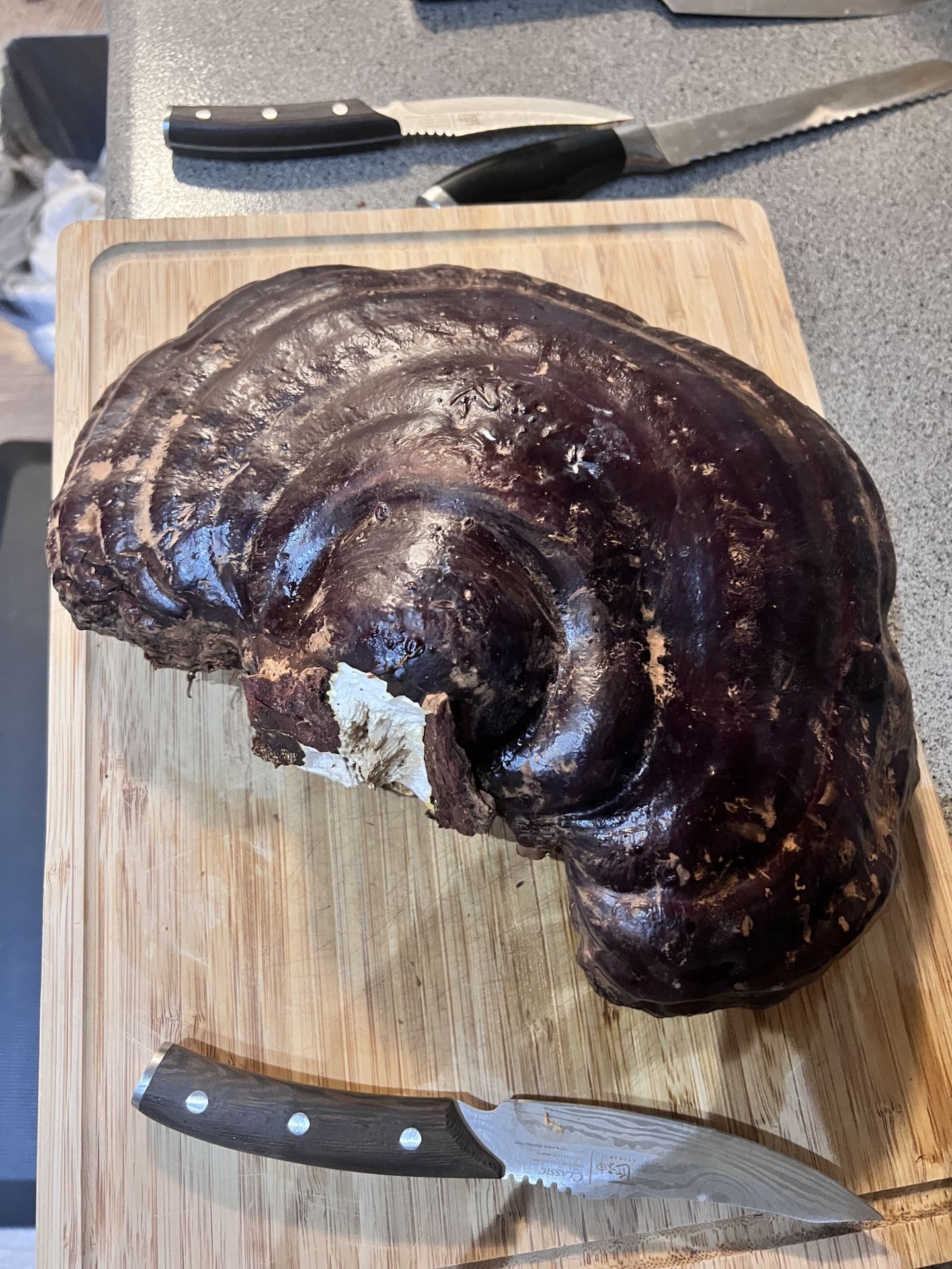 Freshly Picked Reishi Mushroom 