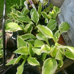 Hostas