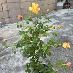 Rose live plant 2 gallons